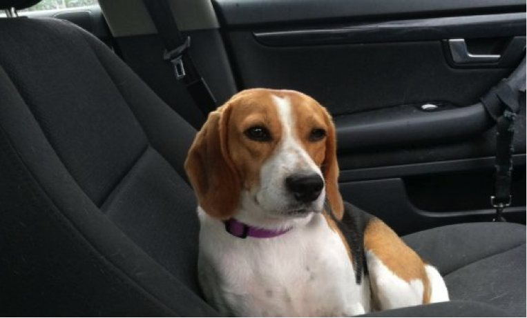 Rehomed beagle on journey home
