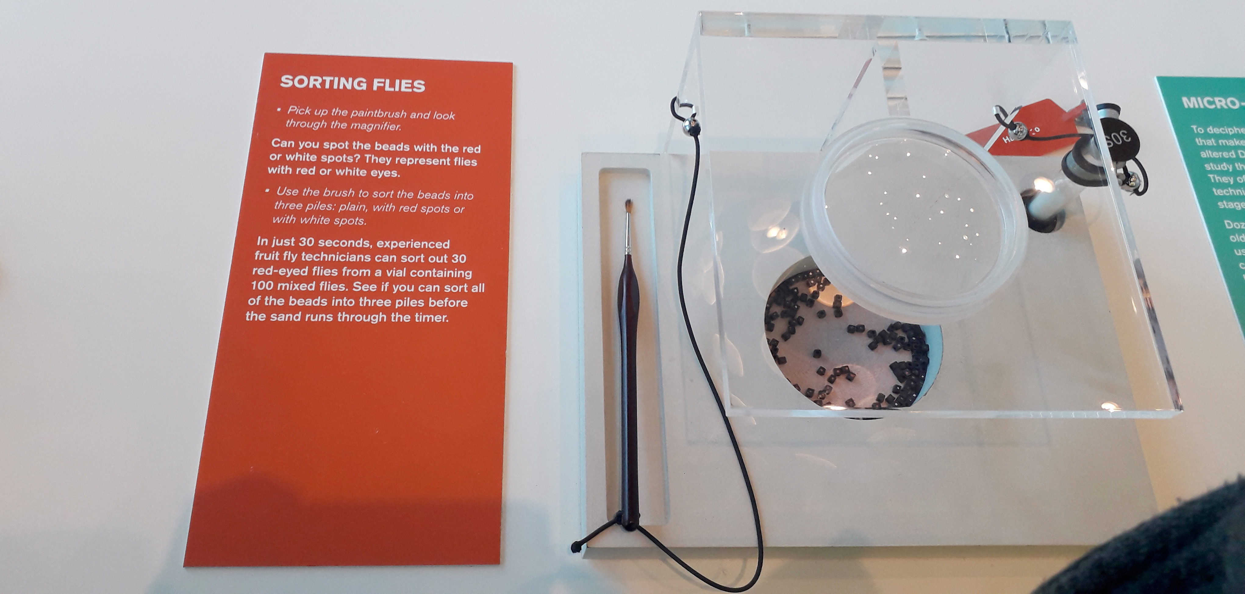A hands-on activity at the Craft and Graft exhibition, inviting visitors to try one of the tasks carried out by fly technicians: separating plastic "flies" using a small paintbrush and a magnifying glass.